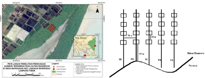 Gambar 1. Jalur berpetak pengambilan sampel penelitian di hutan mangrove Desa Margasari  Kecamatan Labuhan Maringgai Kabupaten Lampung Timur