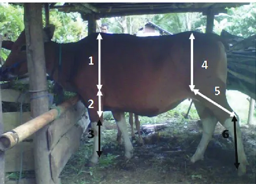 Gambar 1. Cara pengukuran panjang bagian-bagian kaki depan dan belakang sapi bali  Ket: 1