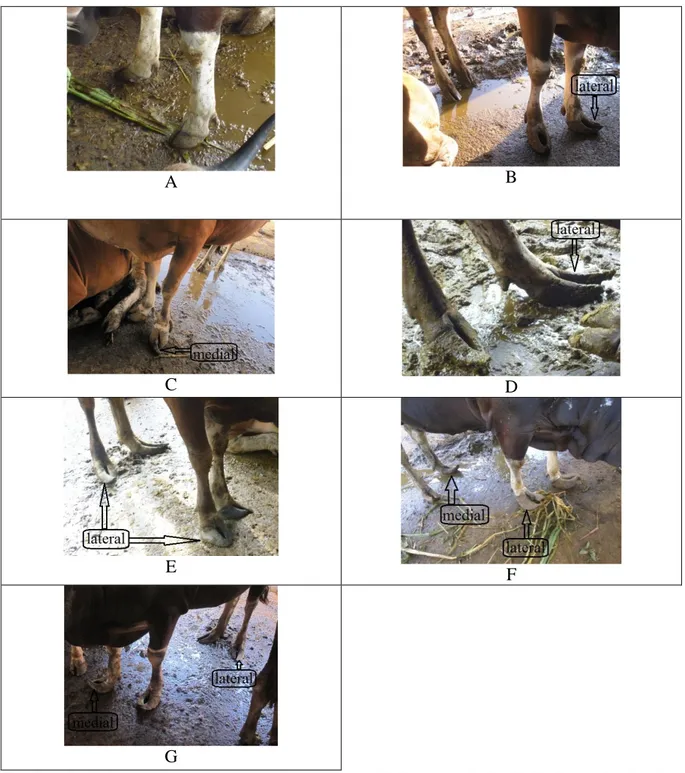 Gambar  2.  Kuku  aladin  pada  sapi  bali  jantan.  A.  Kuku  normal,  B.  Kaki  depan  bagian  lateral  lebih  panjang,  C