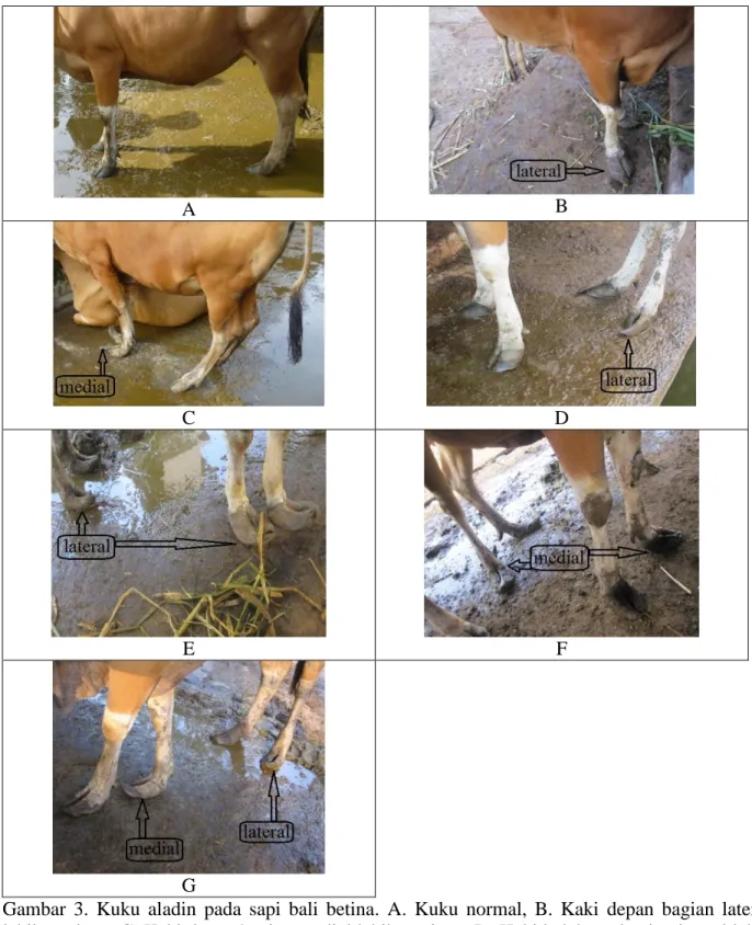 Gambar  3.  Kuku  aladin  pada  sapi  bali  betina.  A.  Kuku  normal,  B.  Kaki  depan  bagian  lateral  lebih panjang, C