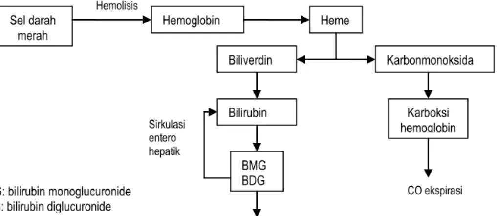 Gambar berikut menunjukan metabolisme pemecahan hemoglobin dan pembentukan bilirubin.  