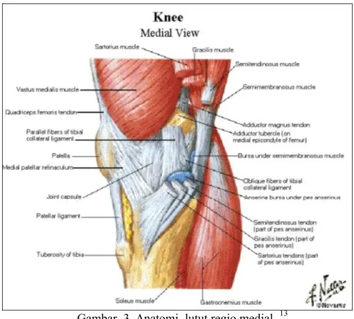 Gambar  3. Anatomi  lutut regio medial.  13