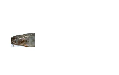 Gambar 3. Ikan yang terinfeksi Trichodina sp sp (Sumber : http://en.wikipedia.org/wiki/)