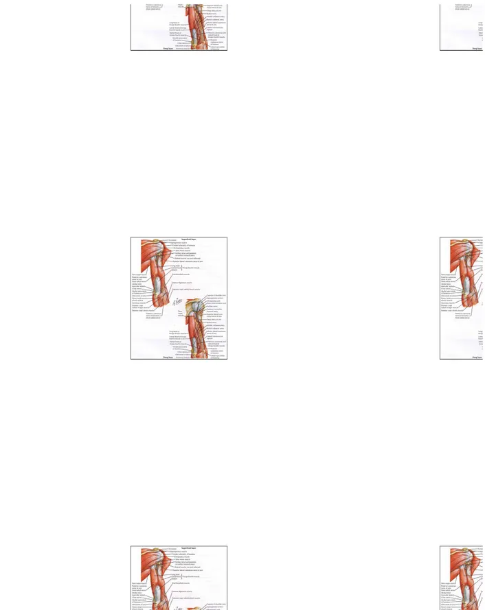 Gambar 3. Anatomi otot lengan atas posterior view