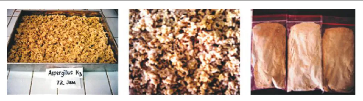Gambar 3. Pertumbuhan Aspergillus sp-K3  dalam substrat beras dengan inkubasi  pada suhu 30 ºC selama 72 jam dalam pembuatan inokulum kaldu nabati (a dan b) dan inokulum kering hasil pengeringan pada suhu 50 ºC selama ± 24 jam (c).
