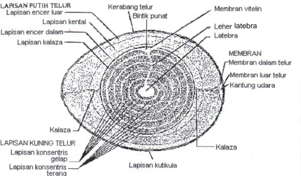 Gambar 1. Struktur Telur (Romanoff dan Romanoff, 1963) 