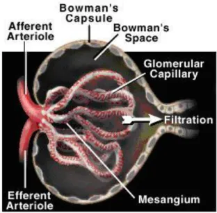 gambar 5. anatomi sistem ginjal  6