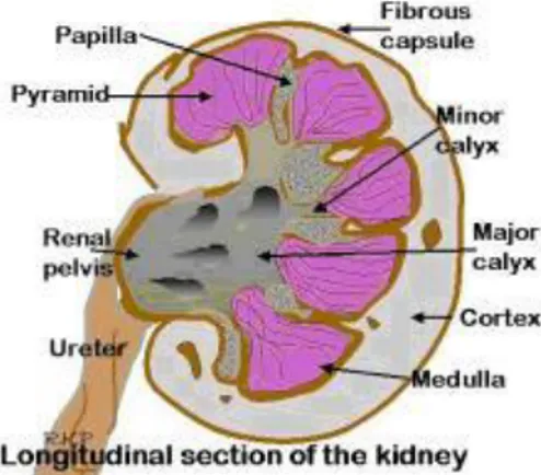 Gambar 1. Anatomi pada ginjal 