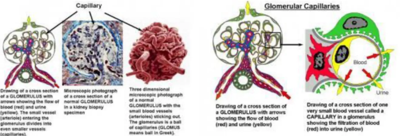 Gambar 4. Kapiler glomerulus normal 