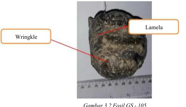 Gambar 3.2 Fosil GS - 105