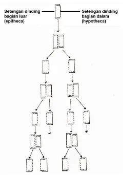 Gambar 28. Reproduksi sel Diatom (Brock, 1970) 