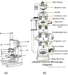 Gambar 18. Bagian-bagian mikroskop cahaya (a) dan mikroskop elektron (b) 