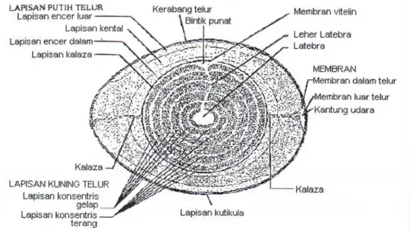 Gambar 1. Struktur Telur (Stadelman dan Cotterill, 1995)  Kerabang Telur 