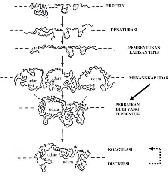 Gambar 2.  Mekanisme Pembentukan Buih                       Sumber : Cherry dan McWaters ,1981