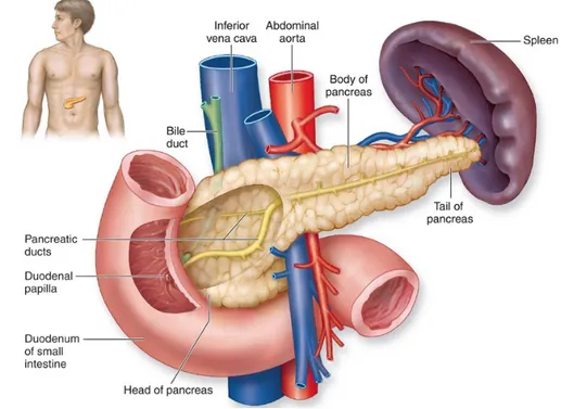 Gambar 1. Anatomi Pankreas. 