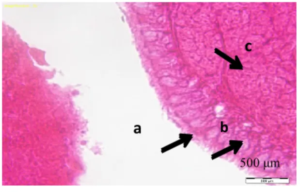 Gambar 3.    Fotomikrograf magnum Itik Pengging  pewarnaan  Hematoksilin  dan  Eosin  perbesaran 10 x 100 