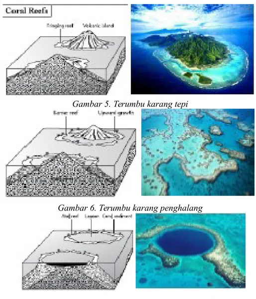 Gambar 5. Terumbu karang tepi