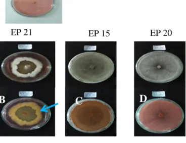 Gambar 3.1 (A)  kontrol, (B) hasil dekolorisasi isolat EP 21 dengan  scoring  ++  setelah  inkubasi 14  hari
