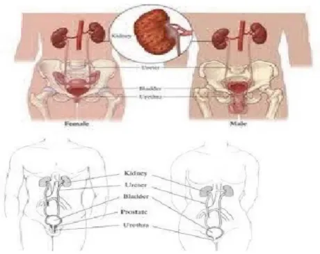 Gambar Ureter pada laki-laki dan perempuan. Sumber dari