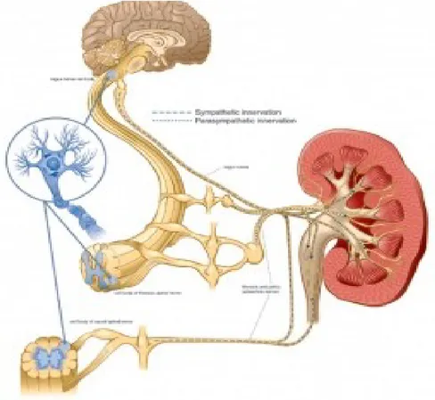 Gambar persarafan pada kandung kemih. Sumber dari http://anfisdeny.blogspot.com/p/anatomi-internal-bledder.html