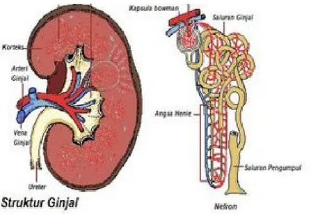 Gambar Struktur Ginjal. Sumber dari http://www.google.co.id/imgres?