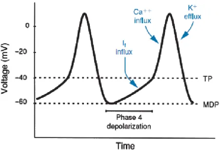 Gambar   1.3   Efek   stimulasi   beta   adrenergik   dan   cholinergic   pada pergerakan ion kalsium dalam sel myocard.