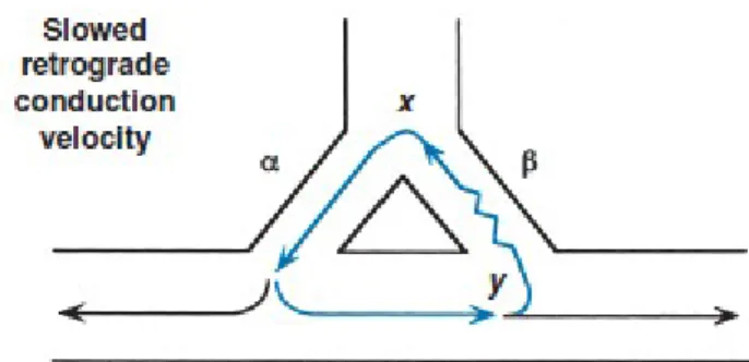 Gambar   1.5   di   atas   menjelaskan   bahwa   bila   konduksi   yang   melalui   jalur retrograde   adalah   lambat,   maka   impuls   mencapai   point  x  setelah   jalur  α recovered