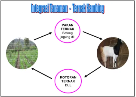 Gambar 1. Integrasi tanaman – ternak kambing 