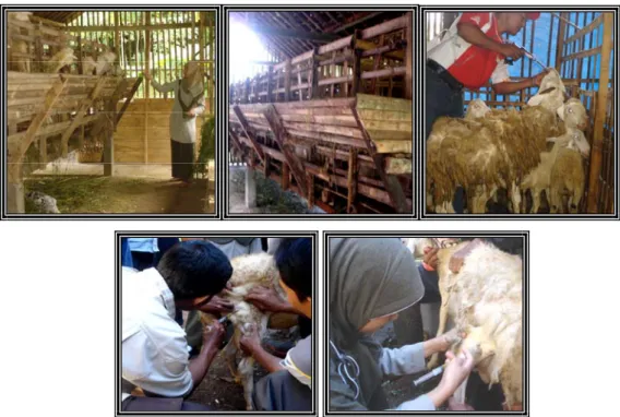 Gambar 2. Kandang panggung yang telah diadopsi oleh petani kooperator dan aktivitas pengobatan  ternak domba 