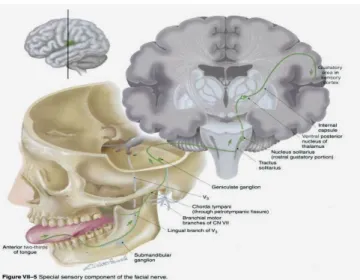 Gambar   2.   Anatomi  nervus fasialis.