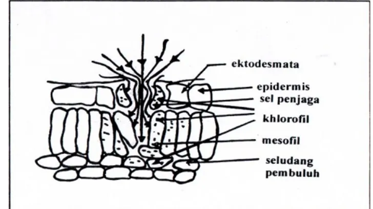 Gambar  3.  Skema  Pupuk  Cair  Daun  Masuk  ke  Sel  Penjaga,  Mesofil,  dan  Seludang Pembuluh melalui  Lubang Stomata (Agustina, 2004) 