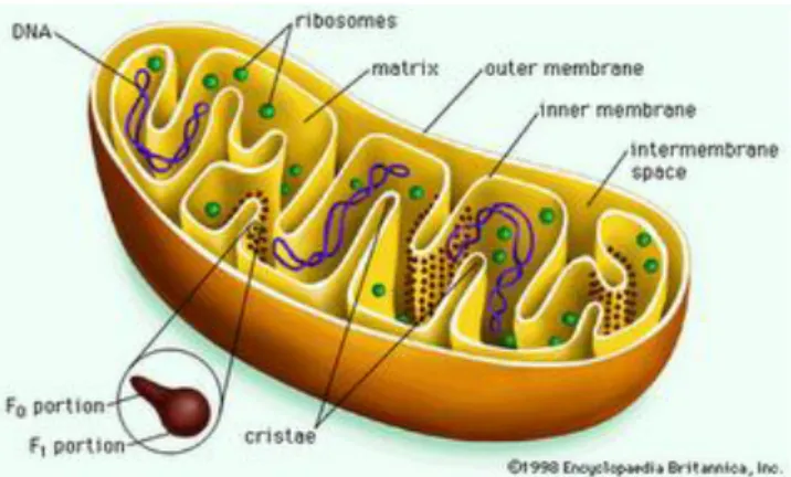 Gambar 1. Mitokondria 