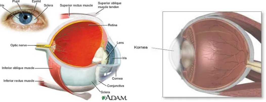 Gambar 1. Anatomi Kornea