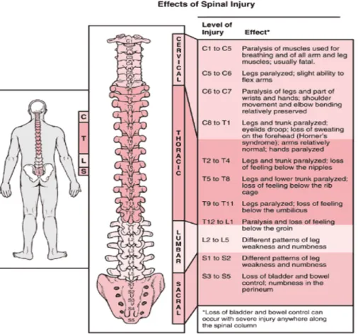 Gambar 2.5 manifestasi klinis dan lokasi spinal injury yang terjadi (sumber: www.jasper-sci.com)