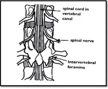 Gambar 2.1 Anatomi Medula Spinalis (Mahadewa, 2009, hlm. 136)
