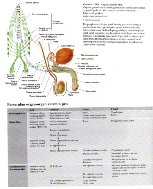 Gambar 4. Vaskularisasi penis