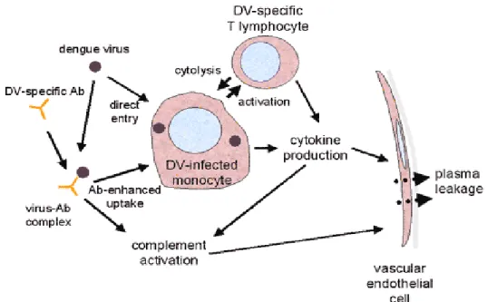 Gambar 4. Imunopatogenesis Infeksi Virus Dengue 