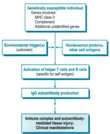 Gambar 2.2 Model pathogenesis LES  Sumber : Vinay Kumar, 2009. 