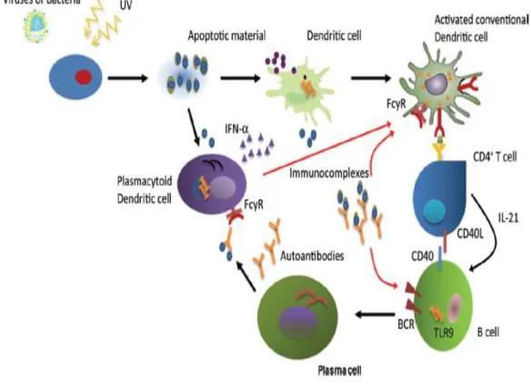 Gambar 2.4 Patogenesis pada LES  Sumber : George Berstias, 2012. 