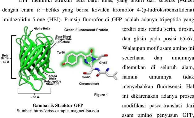 Gambar 6. Proses modifikasi asam amino pembentuk GFP 