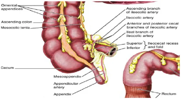 Gambar 1. Anatomi Apendiks 9