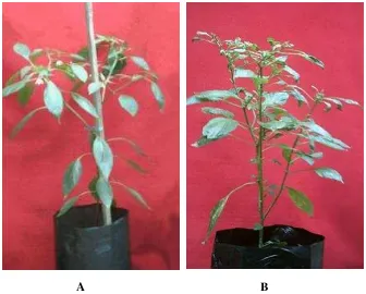 Gambar  3   Tanaman cabai sehat (A) dan tanaman cabai sakit dengan gejala mosaik dan daun melengkung yang disebabkan oleh CMV - Cimangkok (B)