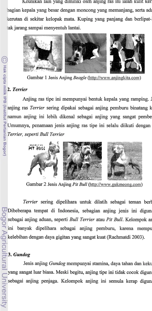 Gambar 1  Jenis Anjing  Beagle  ~ : l l w w w . a n i i n p k i t a . c o m )   2.  Terrier 