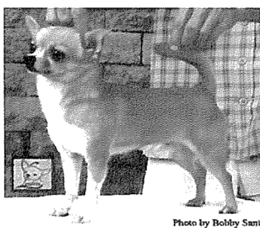 Gambar  6 Jenis anjing Chihuahua 