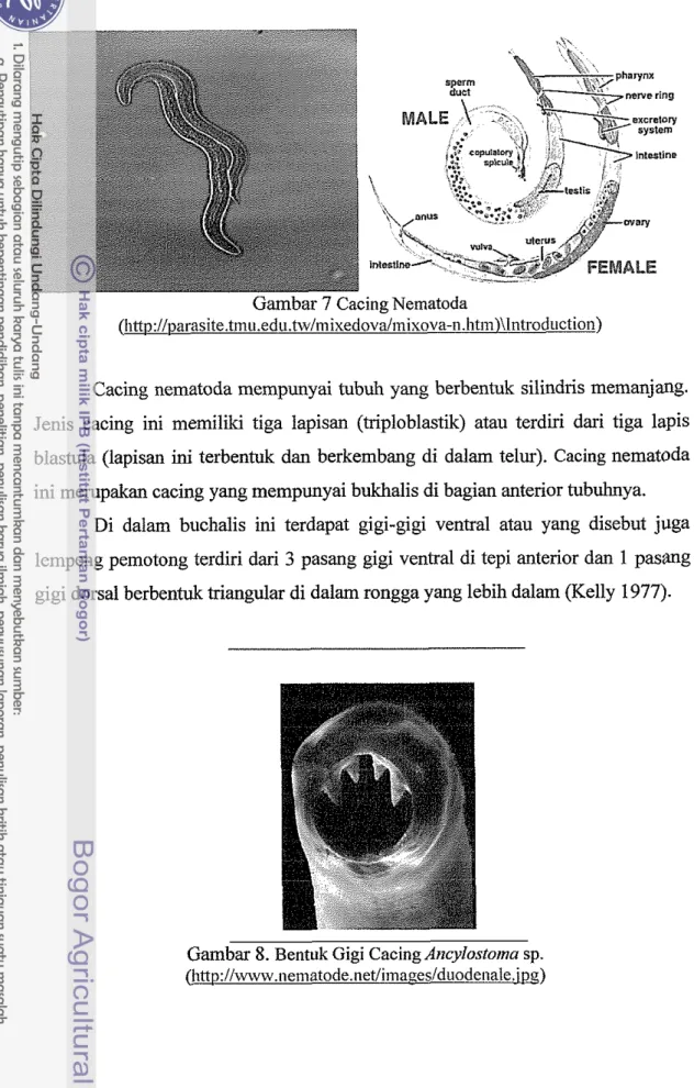 Gambar 8. Bentuk Gigi Cacing  Arzcylostorna  sp. 