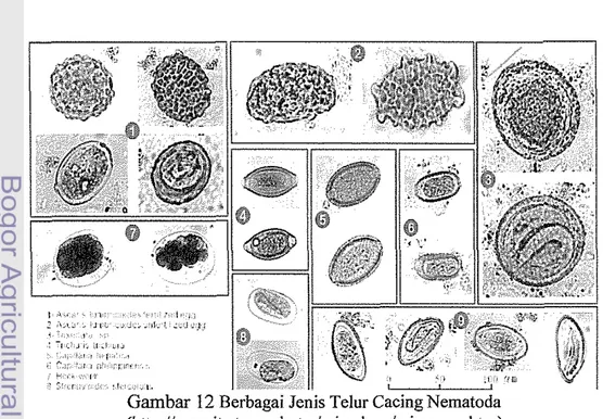 Gambar 12 Berbagai Jenis Telur Cacing Nematoda 