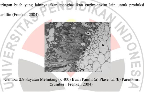 Gambar 2.9 Sayatan Melintang (x 400) Buah Panili. (a) Plasenta, (b) Parenkim  (Sumber : Frenkel, 2004) 