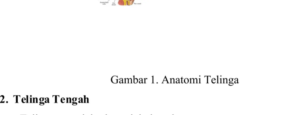 Gambar 1. Anatomi Telinga 2. Telinga Tengah