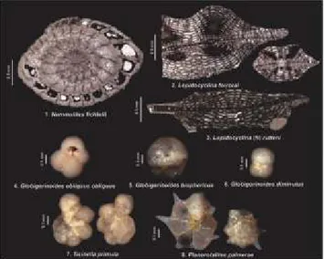 Gambar 2. Foto fosil foraminifera dari daerah Karangbolong dan sekitarnya,                  1