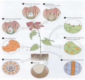Gambar 3.1.4. Siklus hidup tumbuhan   Sumber : Lodish,dkk.,2000 